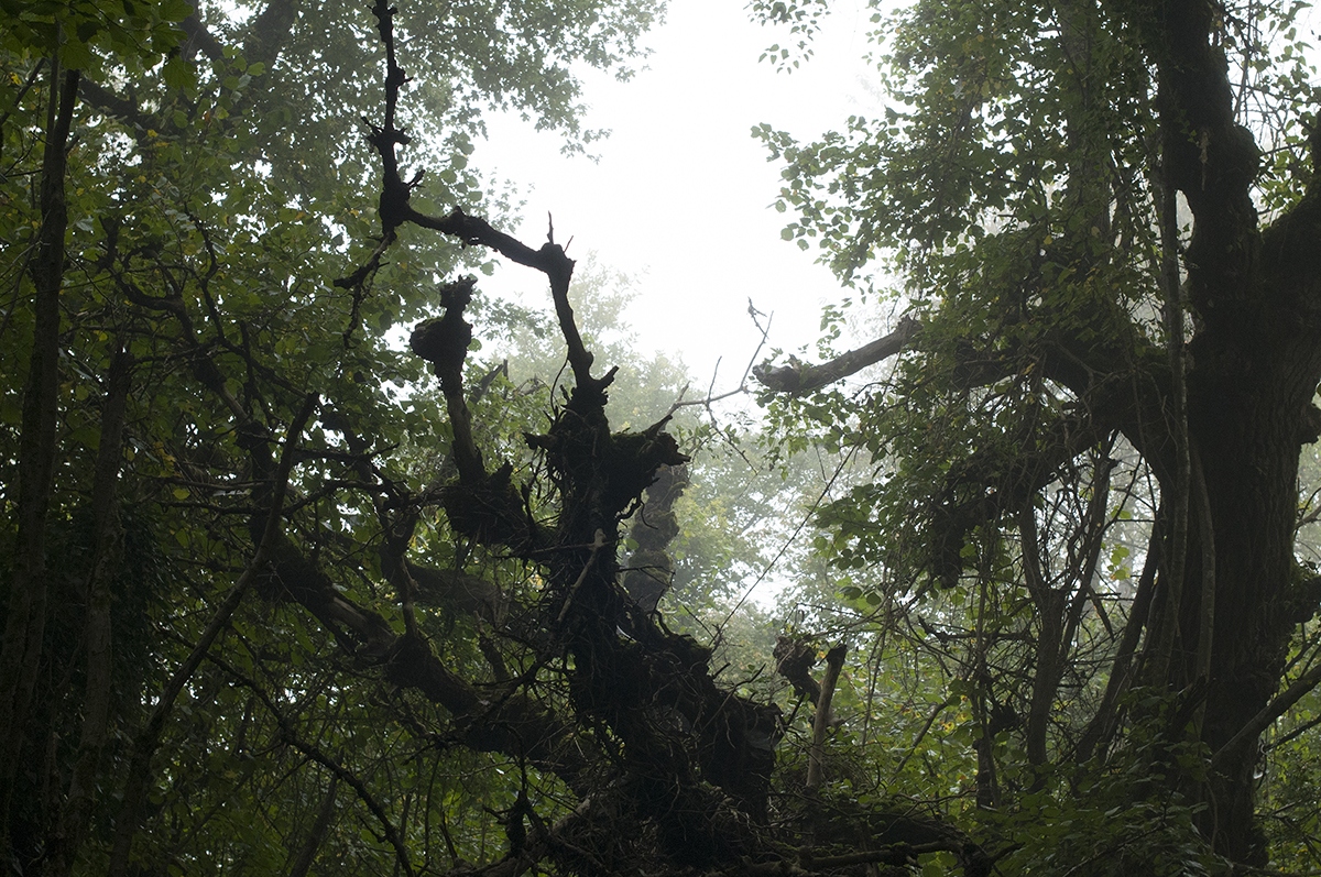 the great goyesque, an uprooted black poplar