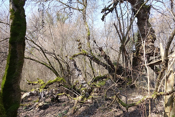 lugar